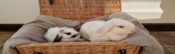 Mini Lop rabbits for sale: 4 x mini lop babies for sale - Advert 10