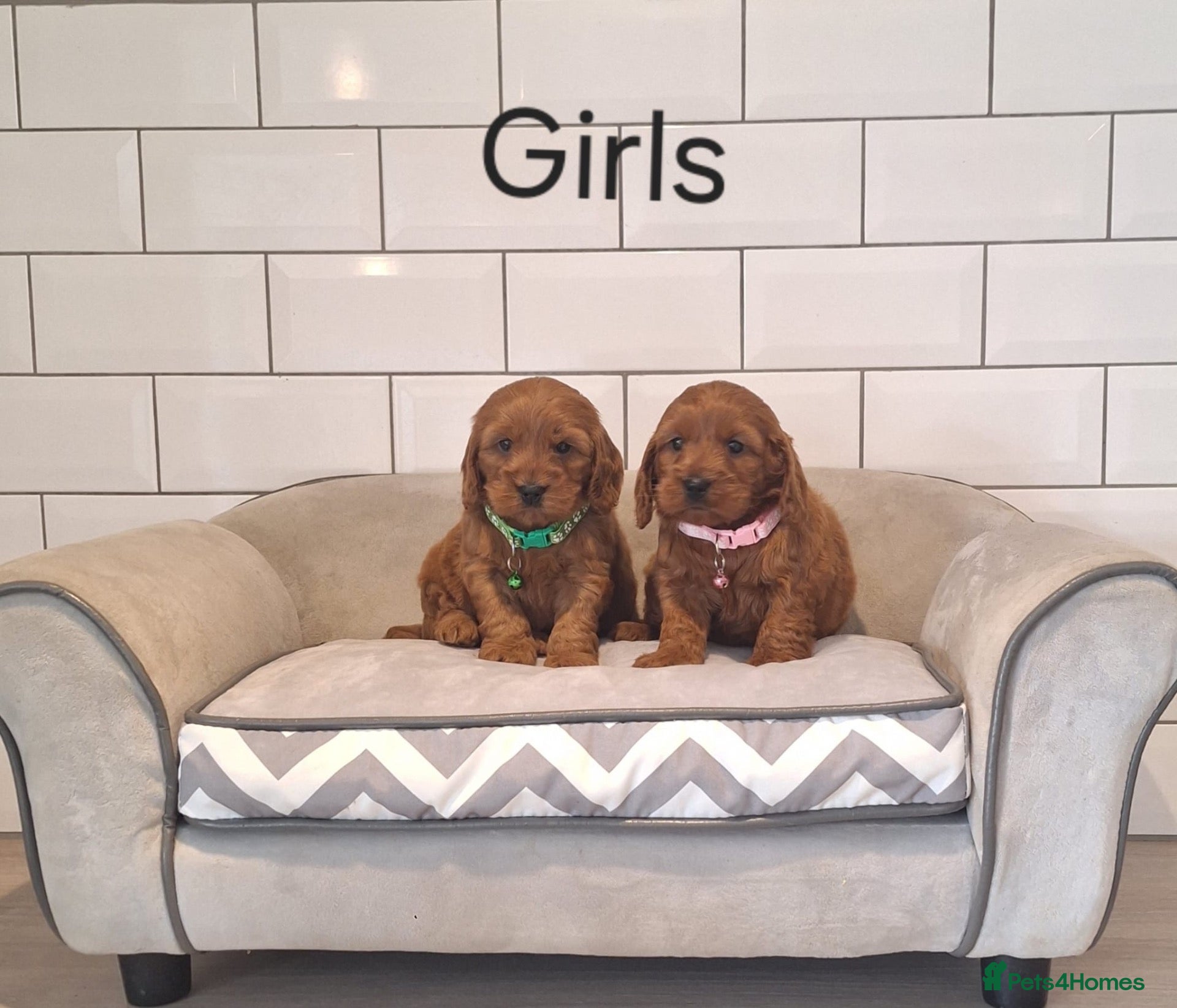 Cockapoo dogs F1 Cockapoo puppies - Advert 1