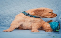 Golden Retriever dogs for sale: Golden Retriever Puppies KC Dad  - Image 31