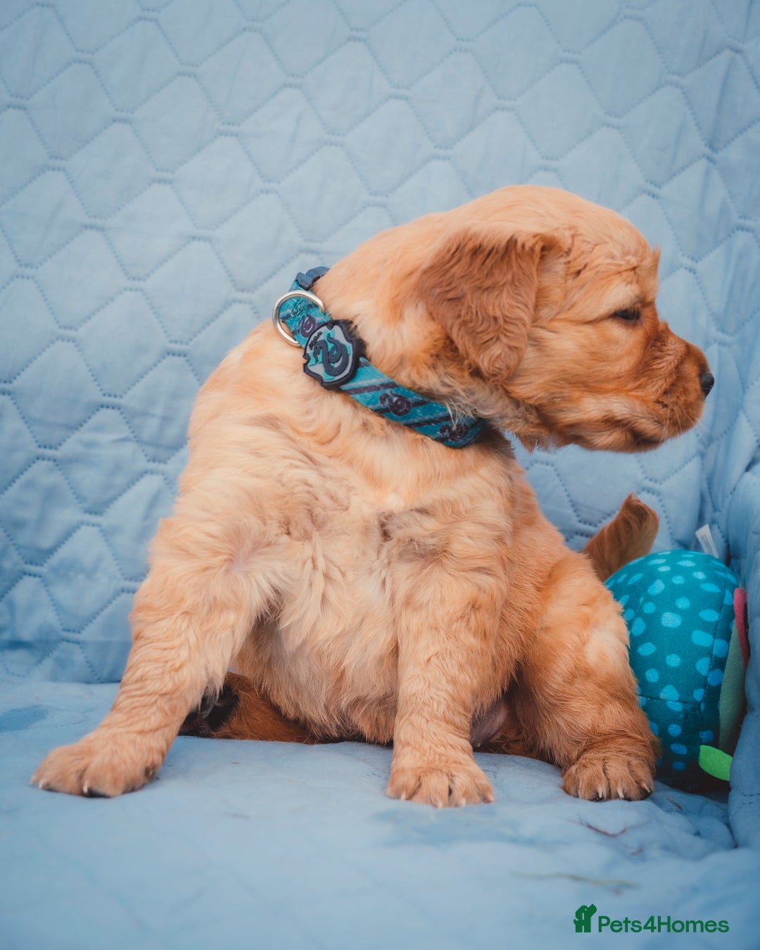 Golden Retriever dogs for sale: Golden Retriever Puppies KC Dad  - Image 31