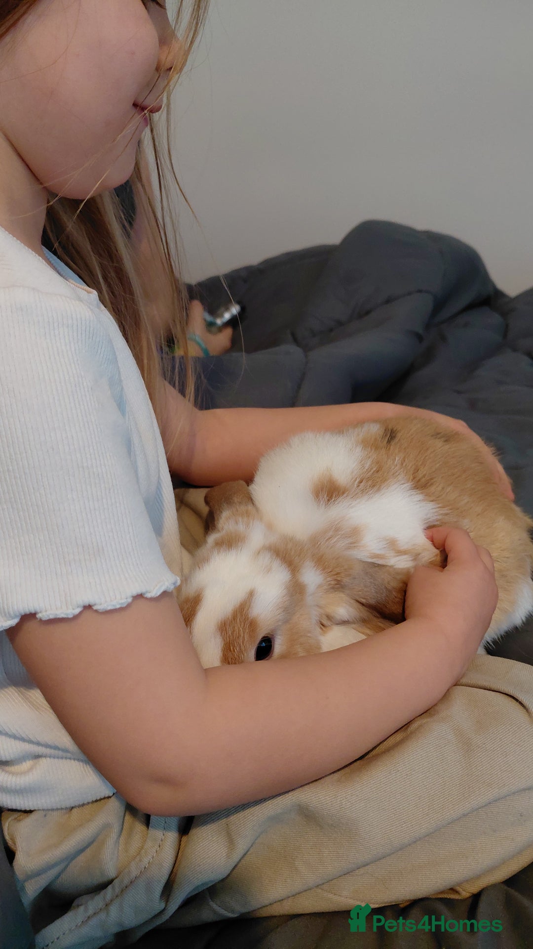 English rabbits for sale: Ginger and white female bunny - Advert 6