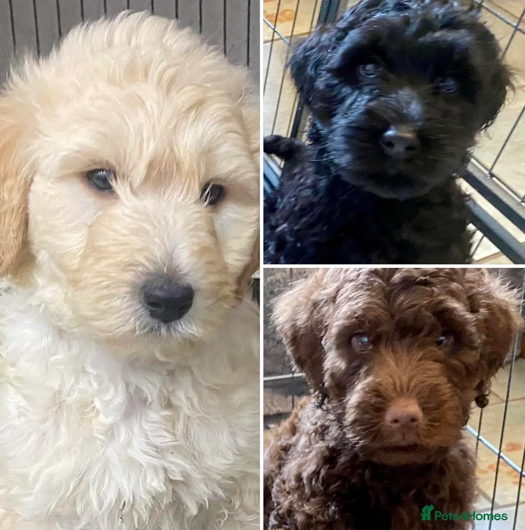 Double Doodle dogs for sale: 3 PREMIUM LARGE MULTIGEN DOUBLE DOODLE BOYS 🐾🐾🐾 - Advert 2