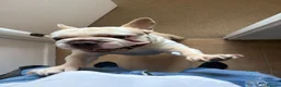 French Bulldog dogs for stud: French bulldog with Husky Background for stud  - Advert 14