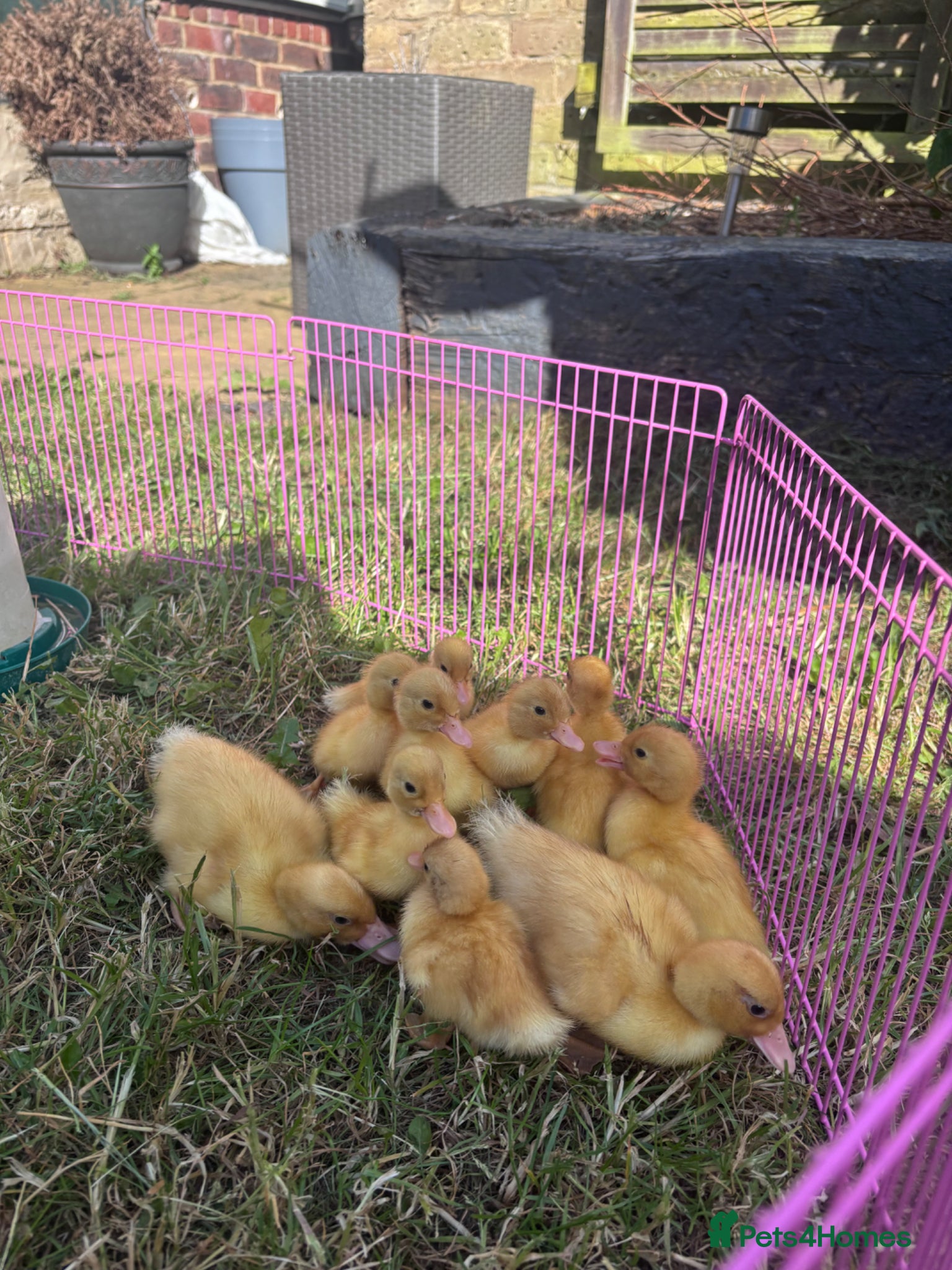 Ducks poultry white call ducklings for sale  - Advert 15