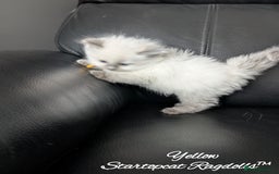 Ragdoll cats for sale: GCCF Pedigree Ragdoll Kittens Champion Lines - Image 9