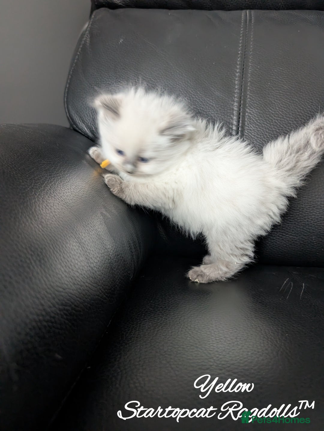 Ragdoll cats for sale: GCCF Pedigree Ragdoll Kittens Champion Lines - Image 9