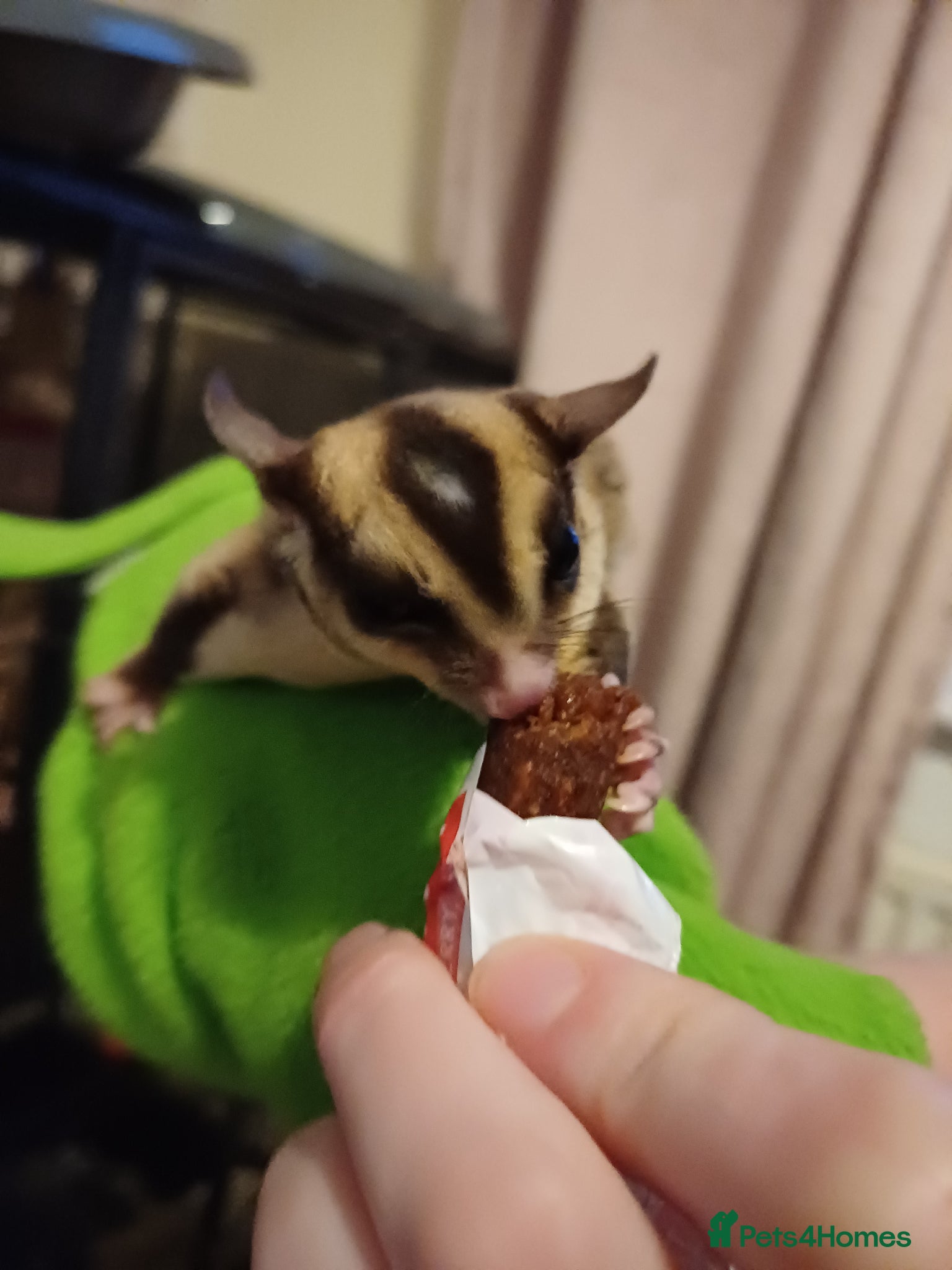 Sugar Glider rodents Sugar gliders - Advert 12