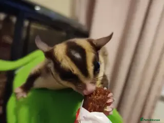 Sugar Glider rodents Sugar gliders - Advert 12