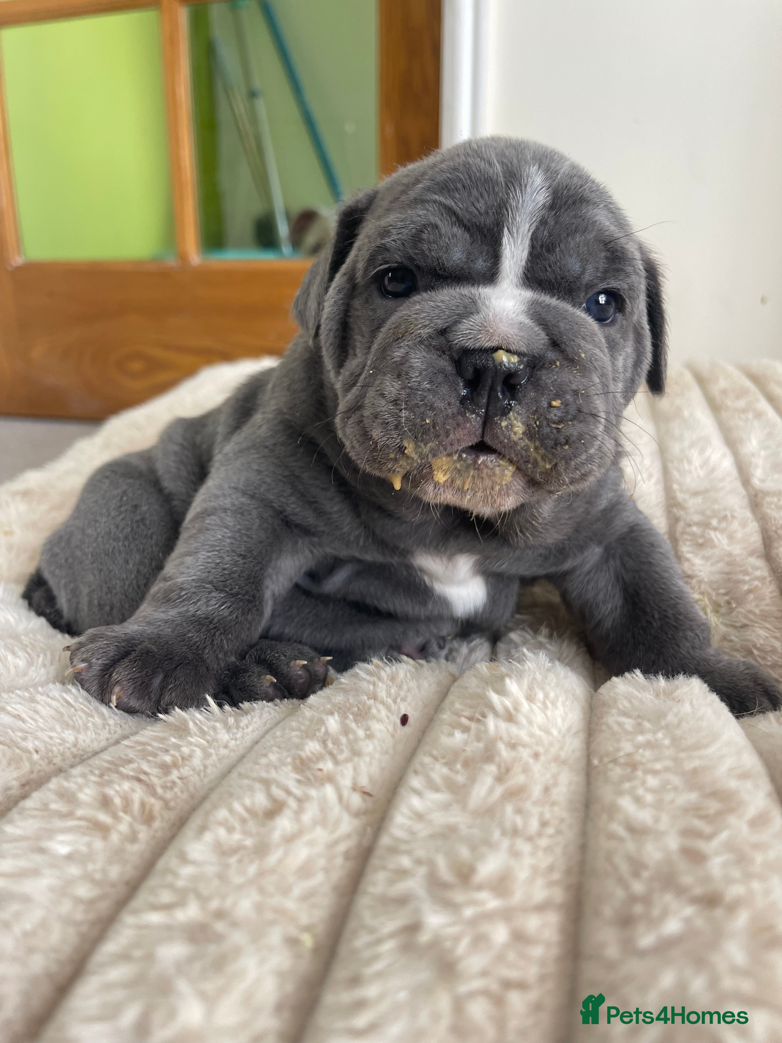 English Bulldog dogs 2 beautiful English Bulldog puppies 🥰🐶 - Advert 2
