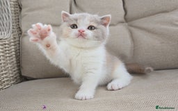 British Shorthair cats for sale: Stunning British Shorthair Kittens  - Image 7