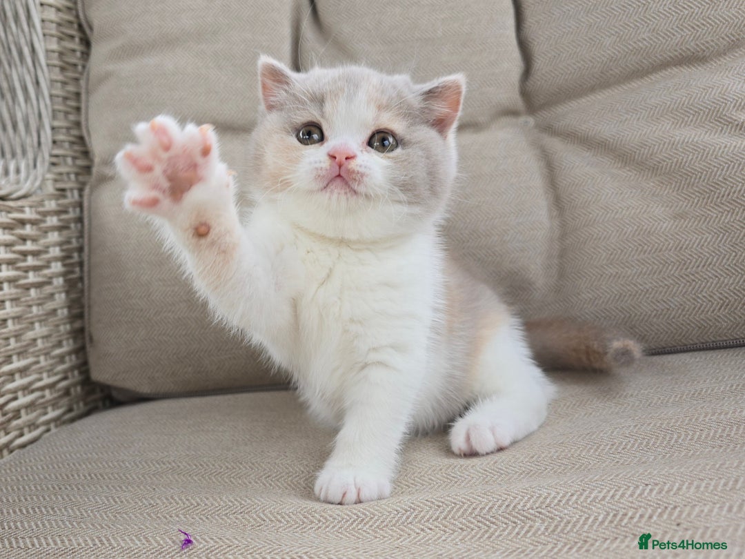 British Shorthair cats for sale: Stunning British Shorthair Kittens  - Image 7