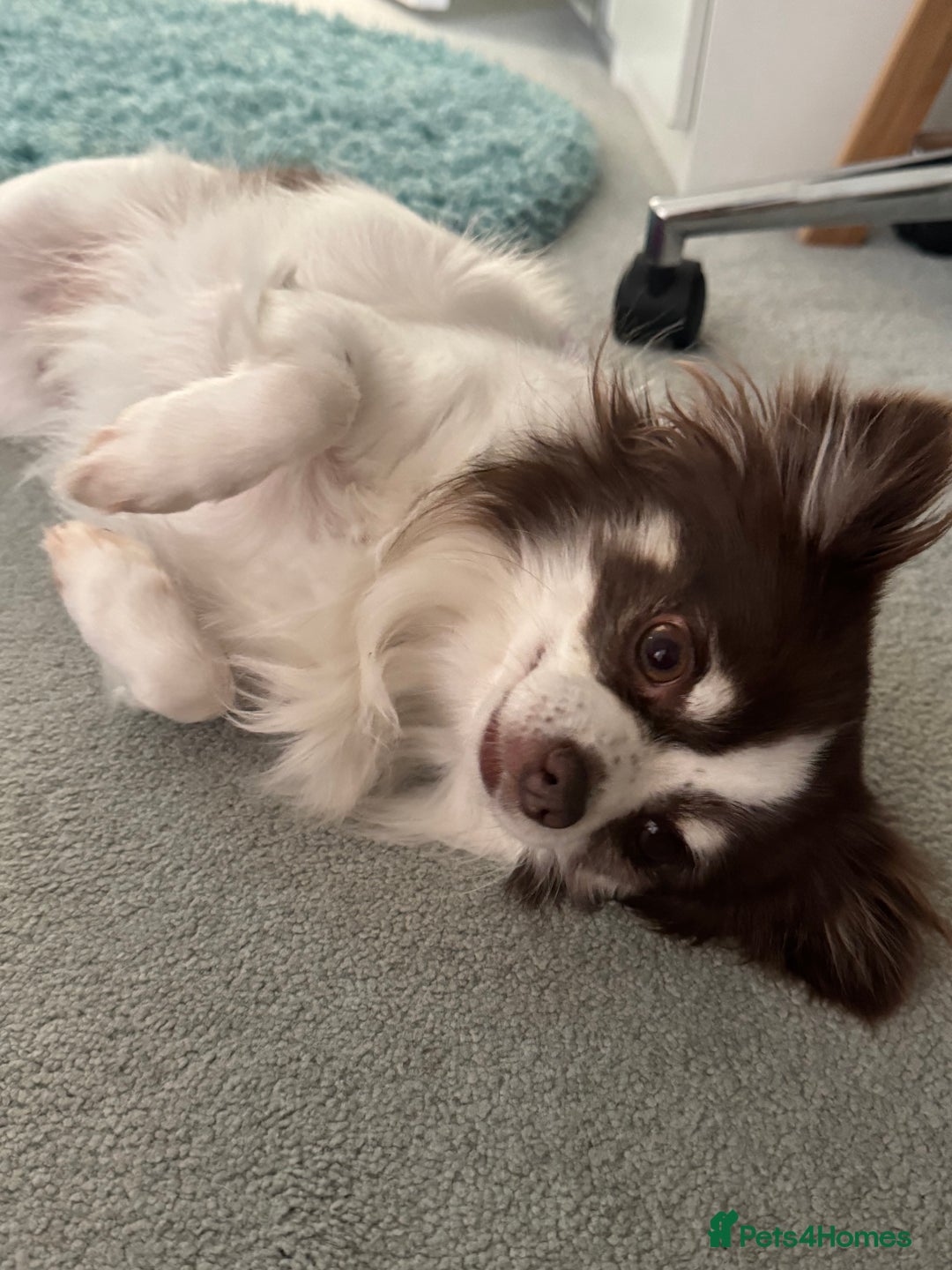 Chihuahua dogs for sale: 5 year old male long haired chihuahua - Image 3