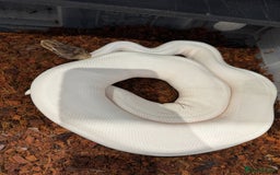 Python Snake reptiles for sale: Various Royal/ Ball pythons - Image 4