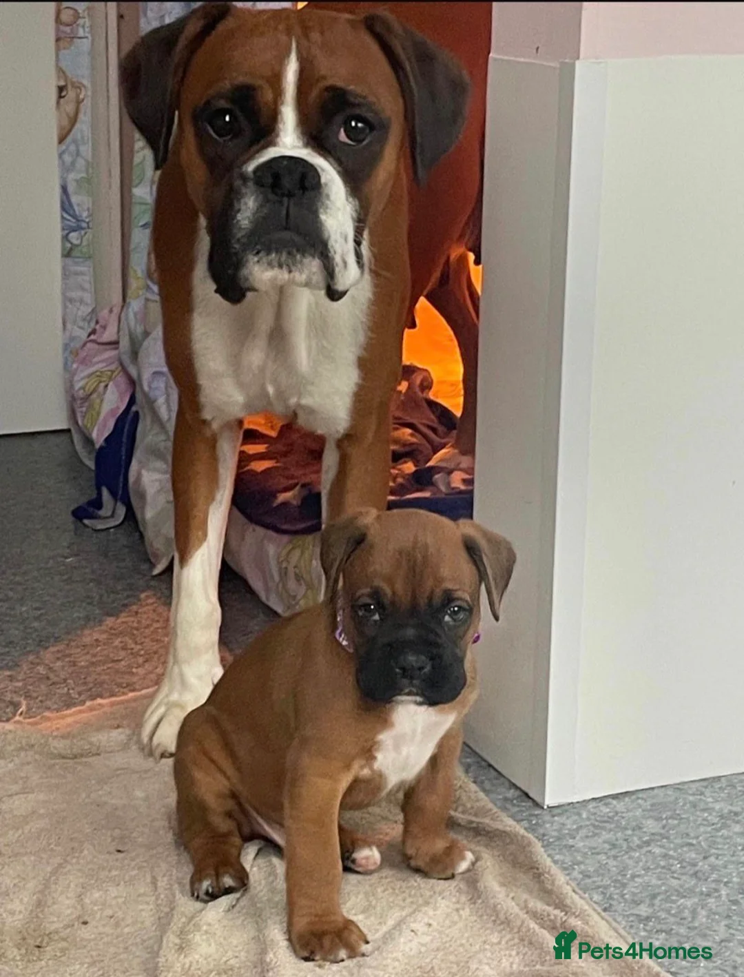 Boxer dogs for sale: Red & White Bobtail Girl - Advert 3