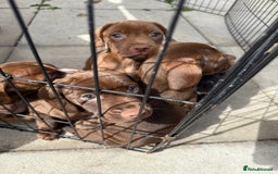 Mixed Breed dogs for sale: Mixed breed  - Image 6