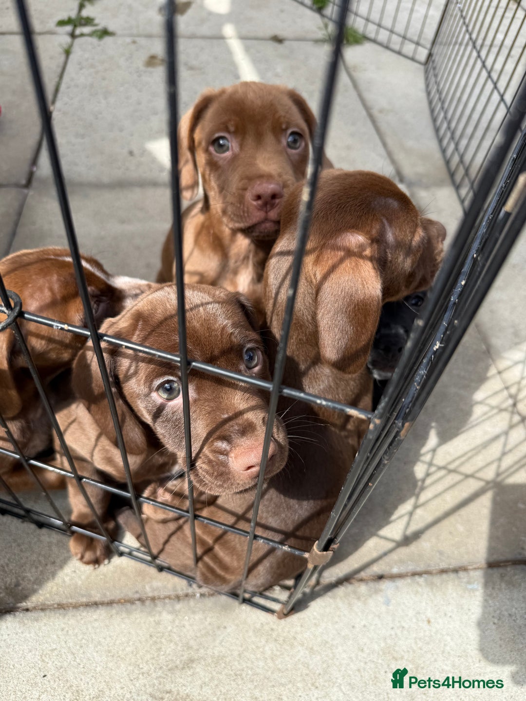 Mixed Breed dogs for sale: Mixed breed  - Image 6