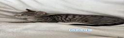 Mixed Breed cats for sale: 4 Lovely Kittens Ready To Join Your Family Today😻 - Advert 11
