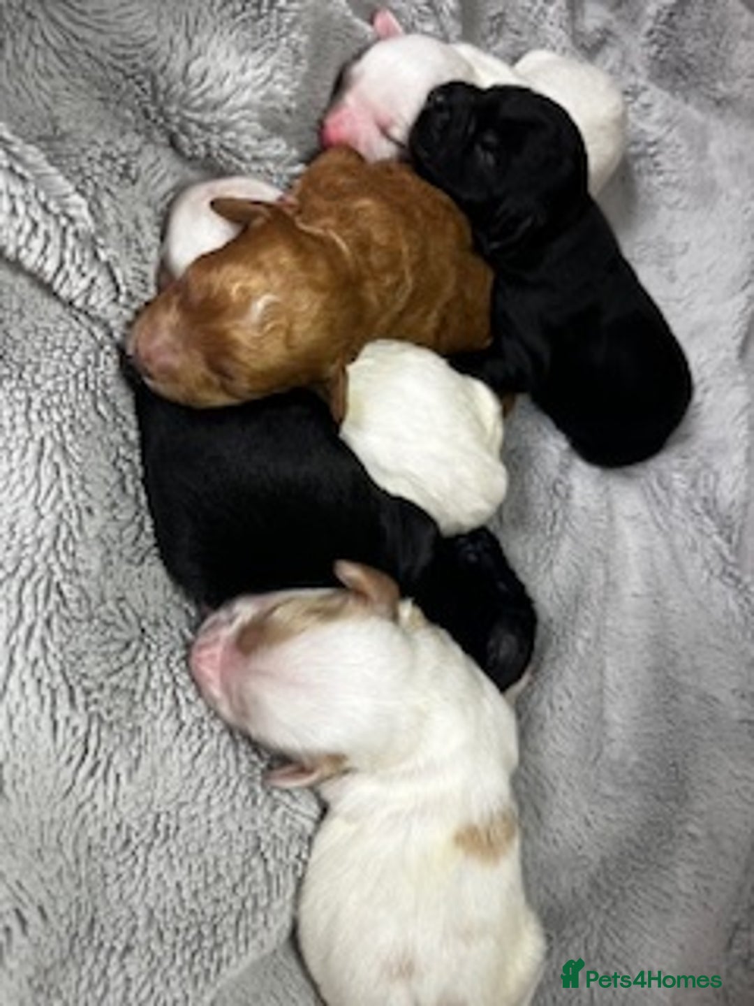 Australian Labradoodle dogs for sale: 6 Gorgeous Australian Labradoodle Puppies - Image 15