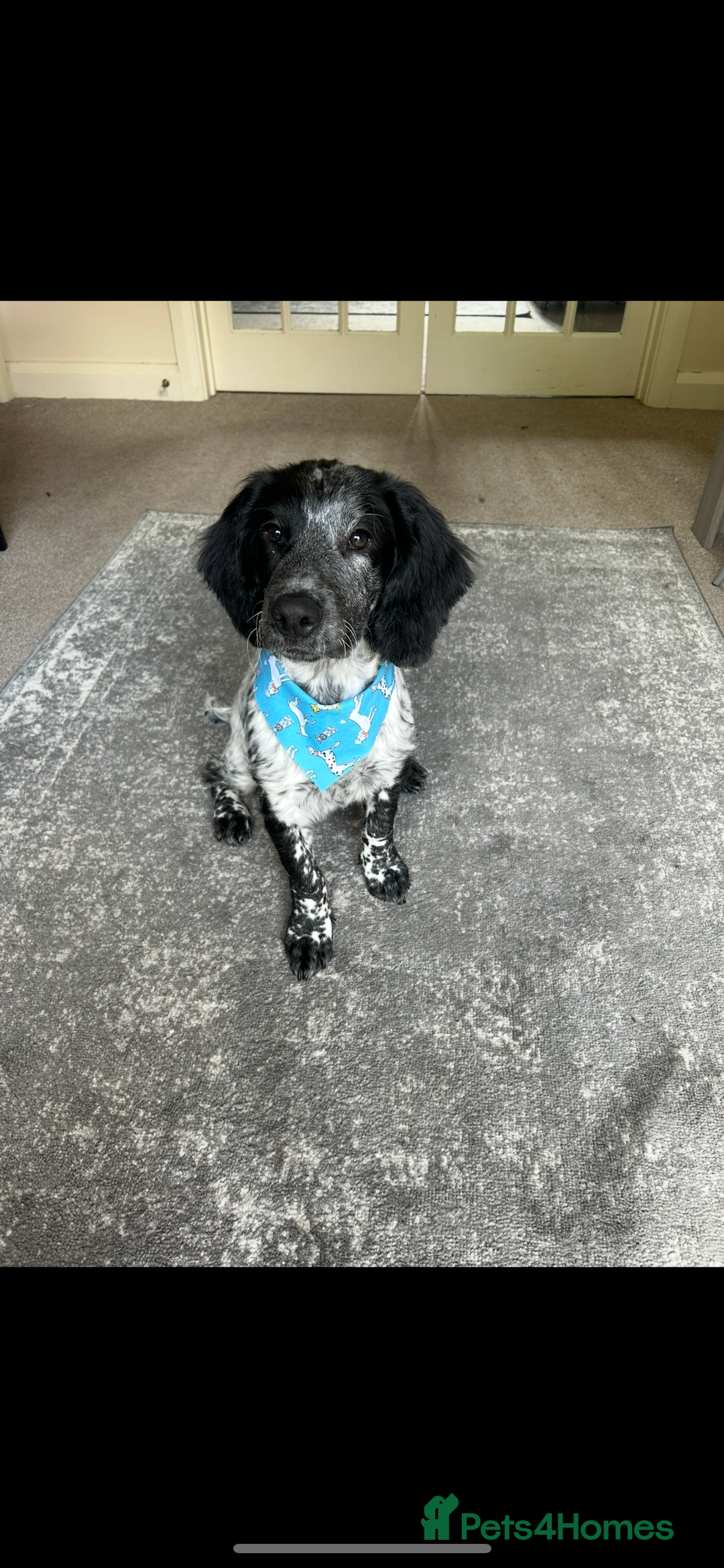 Sprocker dogs for stud: Sprocker Stud Dog - working line, 1 year old - Image 1