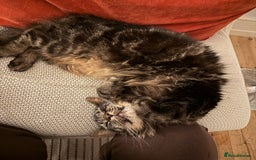 Norwegian Forest Cat cats for sale: Chico <3 - Image 1
