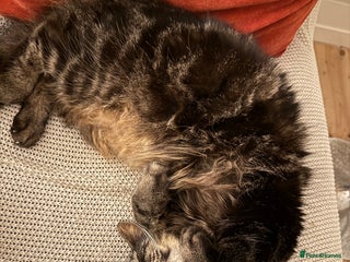 Norwegian Forest Cat cats - Advert 2