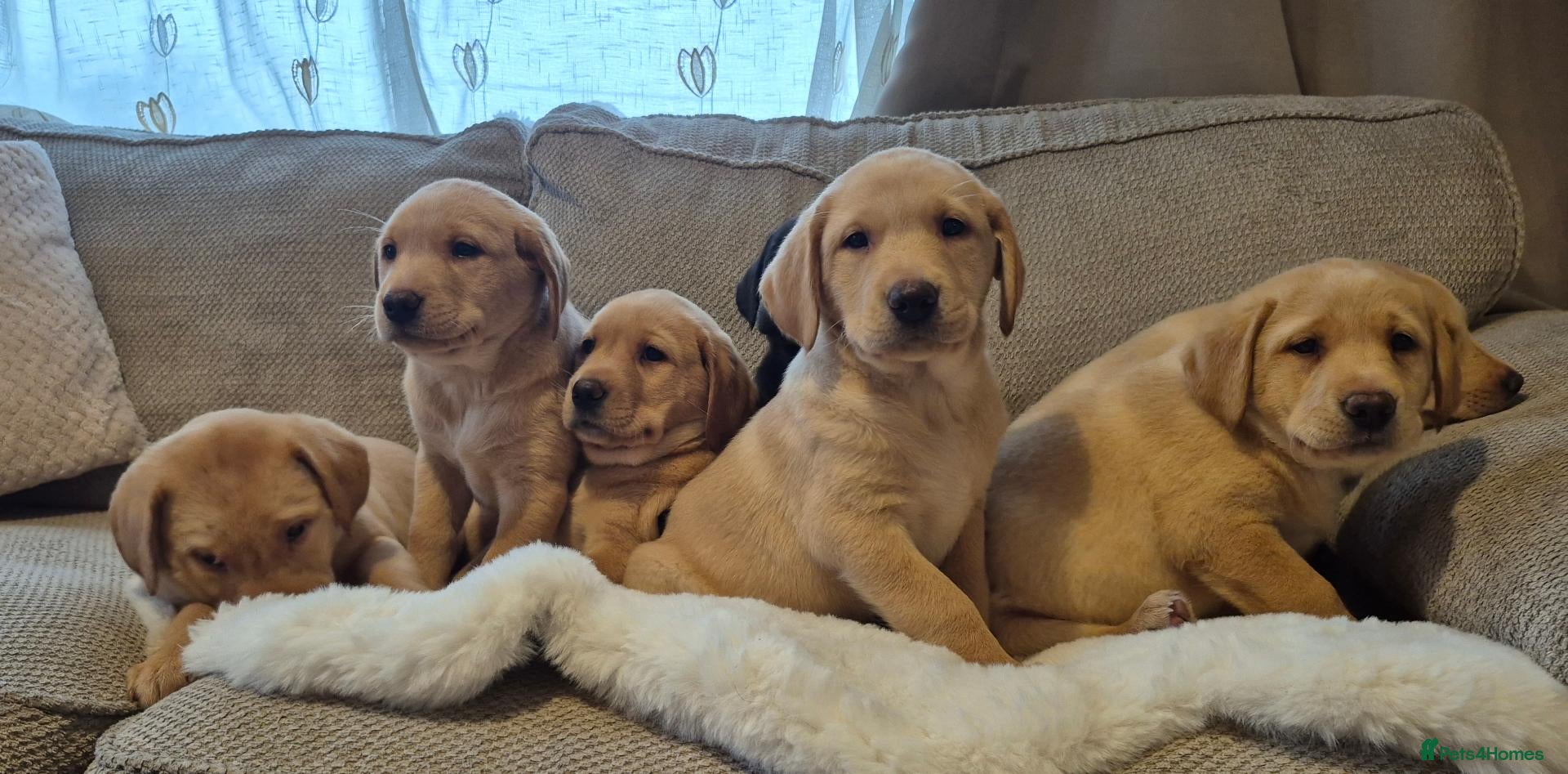 Labrador Retriever dogs for sale: Stunning Labrador Retriever Puppies Available - Advert 14