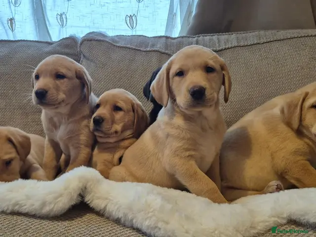 Labrador Retriever dogs for sale: Stunning Labrador Retriever Puppies Available - Advert 14