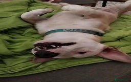 Mixed Breed dogs for adoption: 🚨Owners Killed in Car Accident  in Hengoed - Image 6