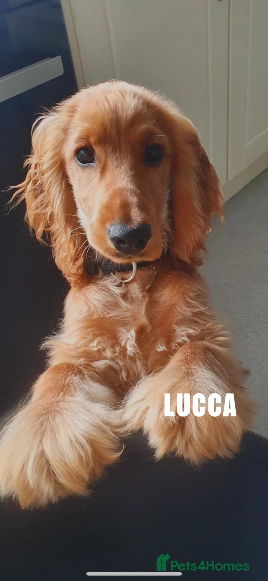 Cocker Spaniel dogs for sale: Cocker spaniel  in Leigh-on-Sea - Advert 1