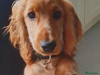 Cocker Spaniel dogs Cocker spaniel - Advert 2