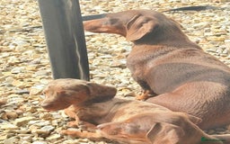 Dachshund dogs for sale: Miniature dashound puppies  - Image 14