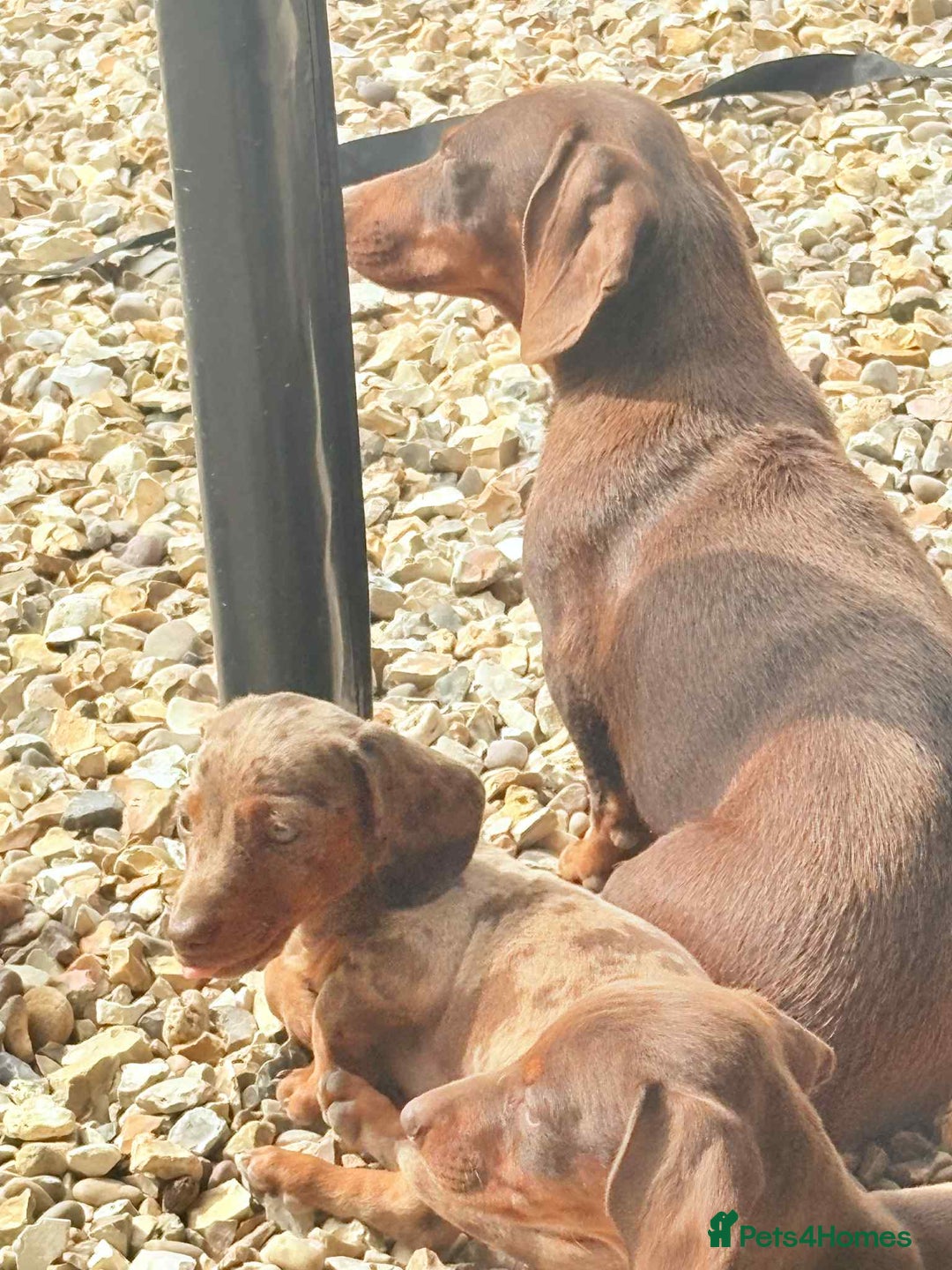 Dachshund dogs for sale: Miniature dashound puppies  - Image 14