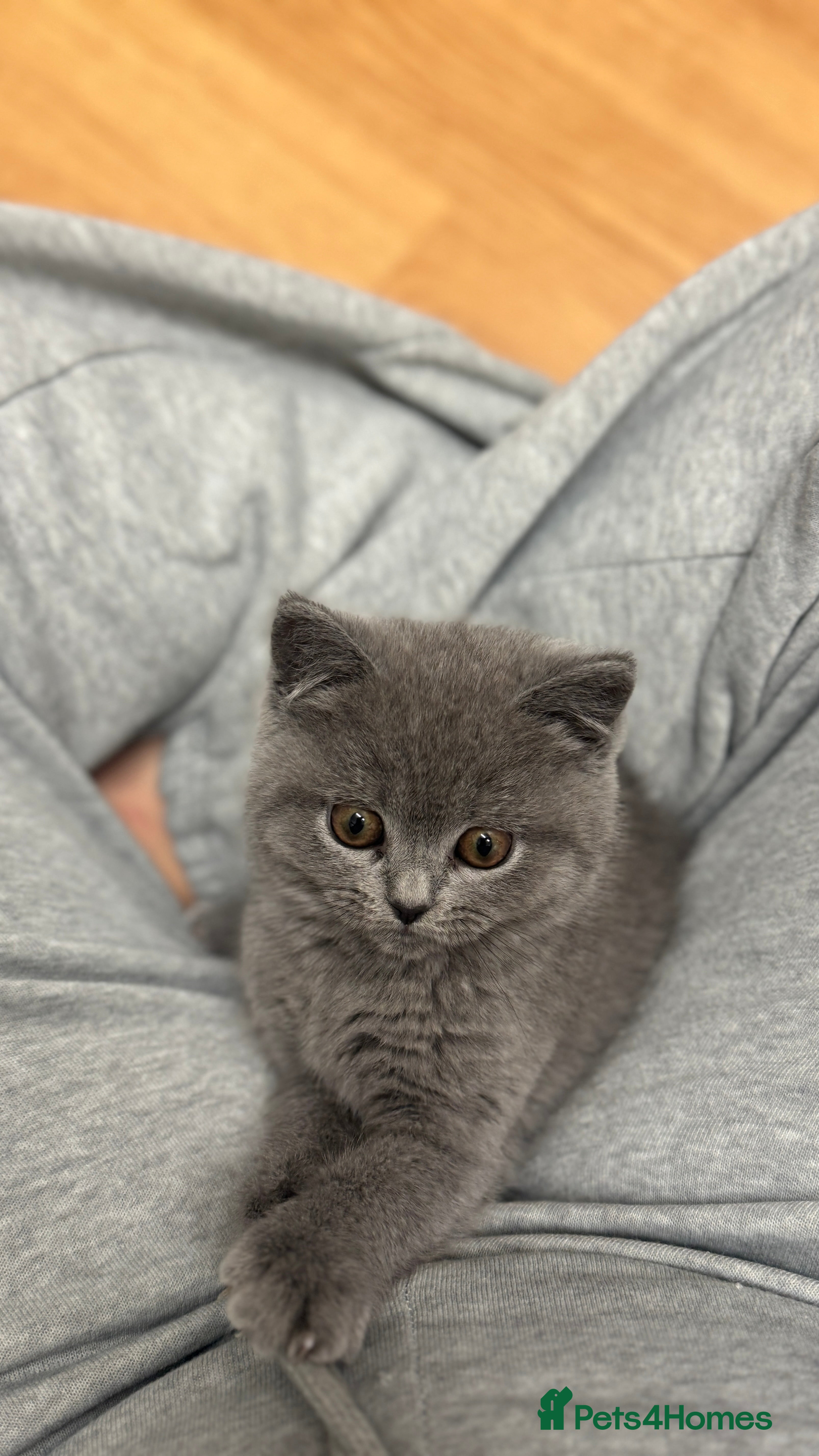 British Shorthair cats British shorthair female  - Advert 3