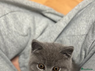 British Shorthair cats British shorthair female - Advert 3