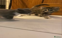 British Shorthair cats for sale: 6 kittens mixture of colours, bred from house cat  - Image 6