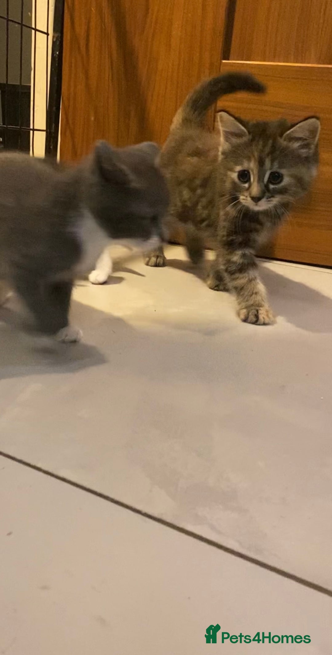 British Shorthair cats for sale: 6 kittens mixture of colours, bred from house cat  - Image 6
