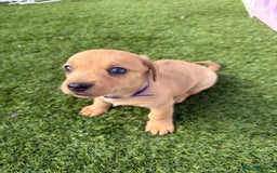 Mixed Breed dogs for sale: 7 beautiful jackshund puppies for sale - Image 4