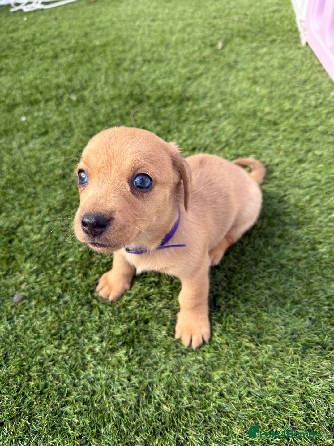 Mixed Breed dogs for sale: 7 beautiful jackshund puppies for sale - Image 4
