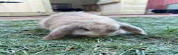 Mini Lop rabbits for sale: Mini lol rabbits - Advert 5