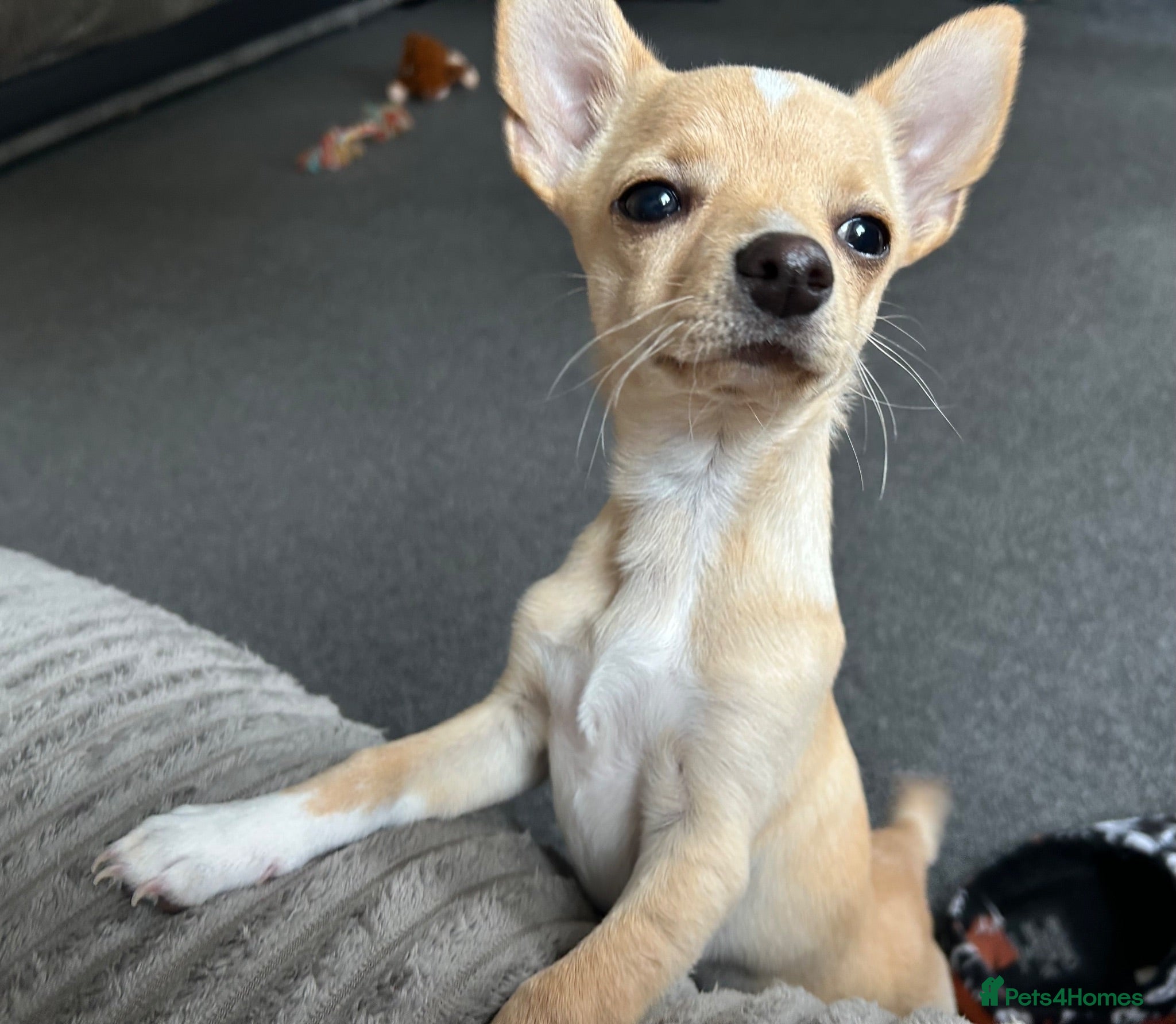 Chihuahua dogs Beautiful baby boy for sale - Advert 9