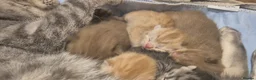 British Shorthair cats for sale: British short hair kittens in Manchester - Advert 5