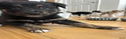 Border Collie dogs for sale: Unique coloured loving border collie puppy - Advert 3