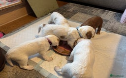 Cockapoo dogs for sale: Gorgeous F2B Cockapoo puppies  - Image 9