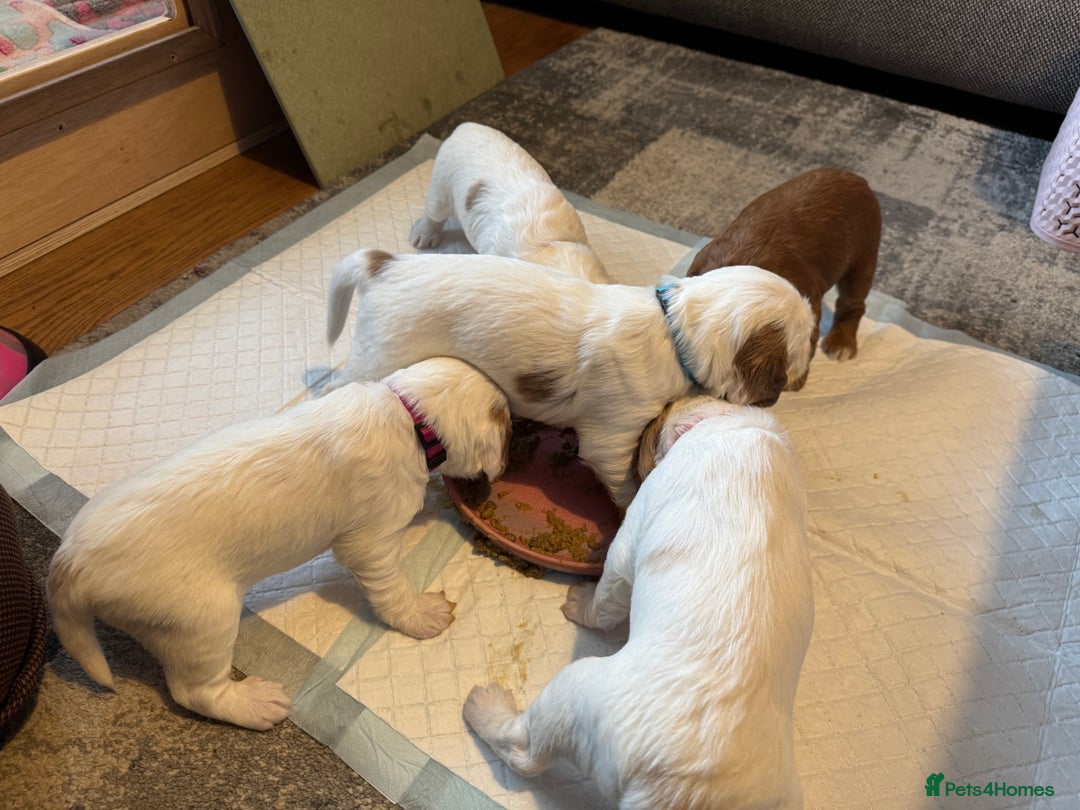 Cockapoo dogs for sale: Gorgeous F2B Cockapoo puppies  - Image 9