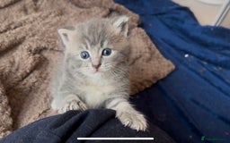 Persian cats for sale: ALL SOLD! PERSIAN-RAGDOLL KITTENS - Image 15