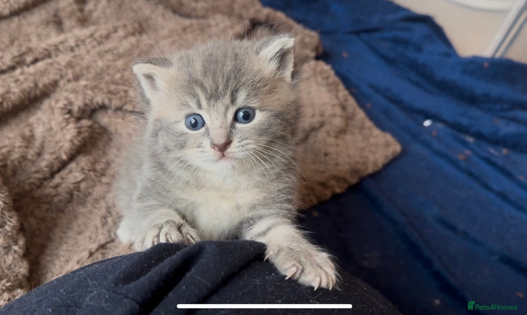 Persian cats for sale: ALL SOLD! PERSIAN-RAGDOLL KITTENS - Image 15