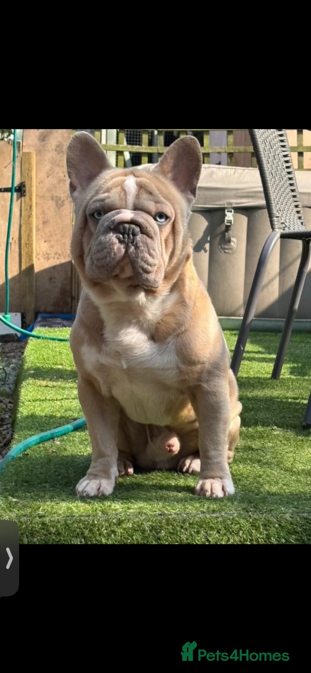 French Bulldog dogs for sale: French bulldog puppy male - Advert 5