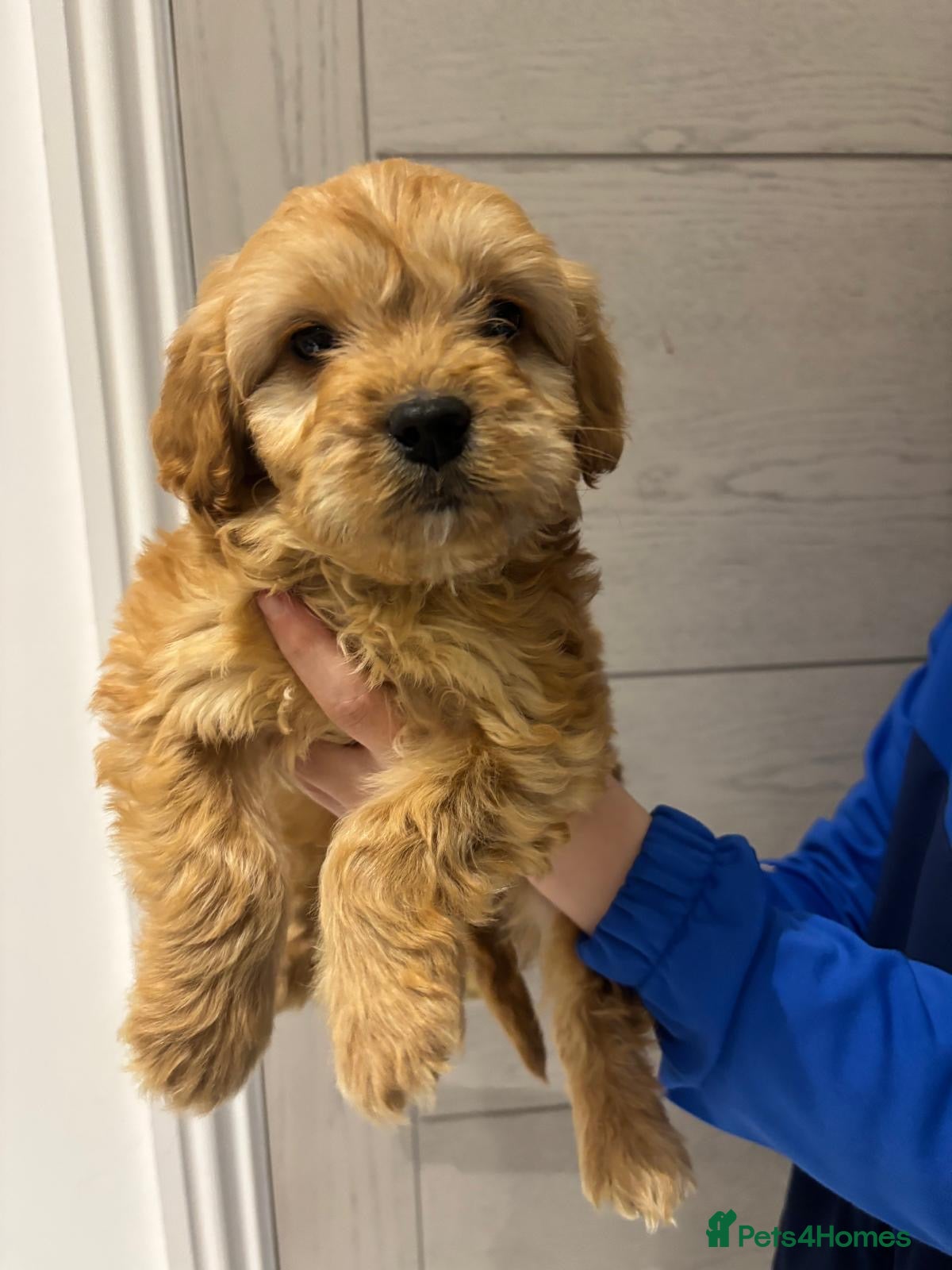 Cockapoo dogs F1 Cockapoos  - Advert 15