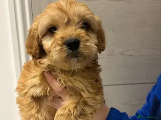 Cockapoo dogs F1 Cockapoos - Advert 15