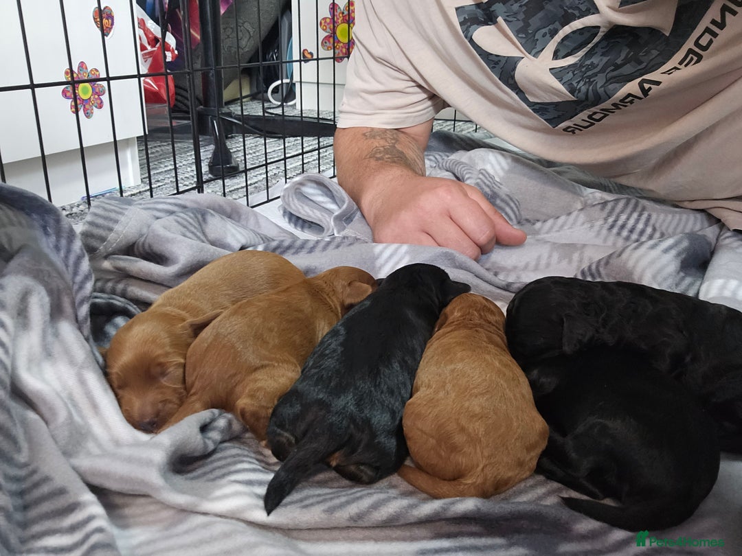Cockapoo dogs for sale: 6 cockapoo boys  - Image 5
